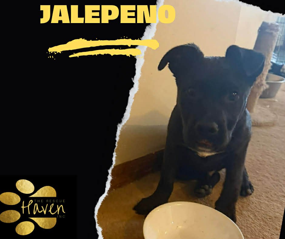 Jalepeno