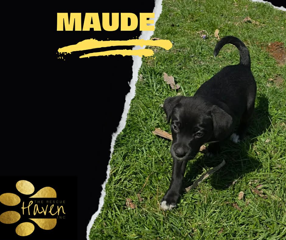 Maude