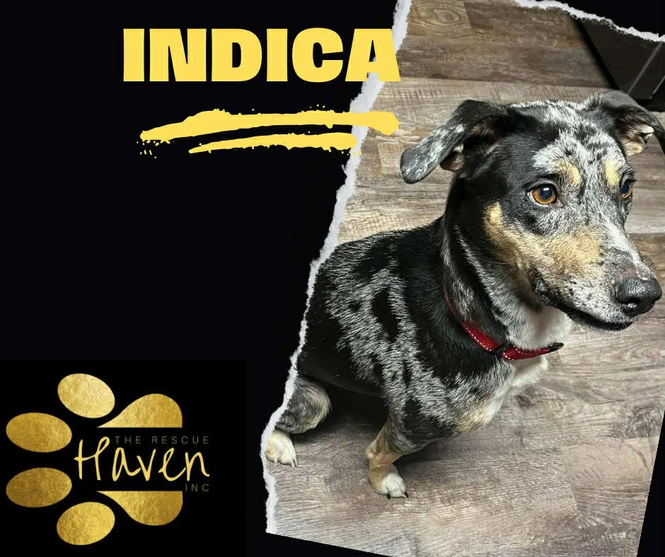 Indica