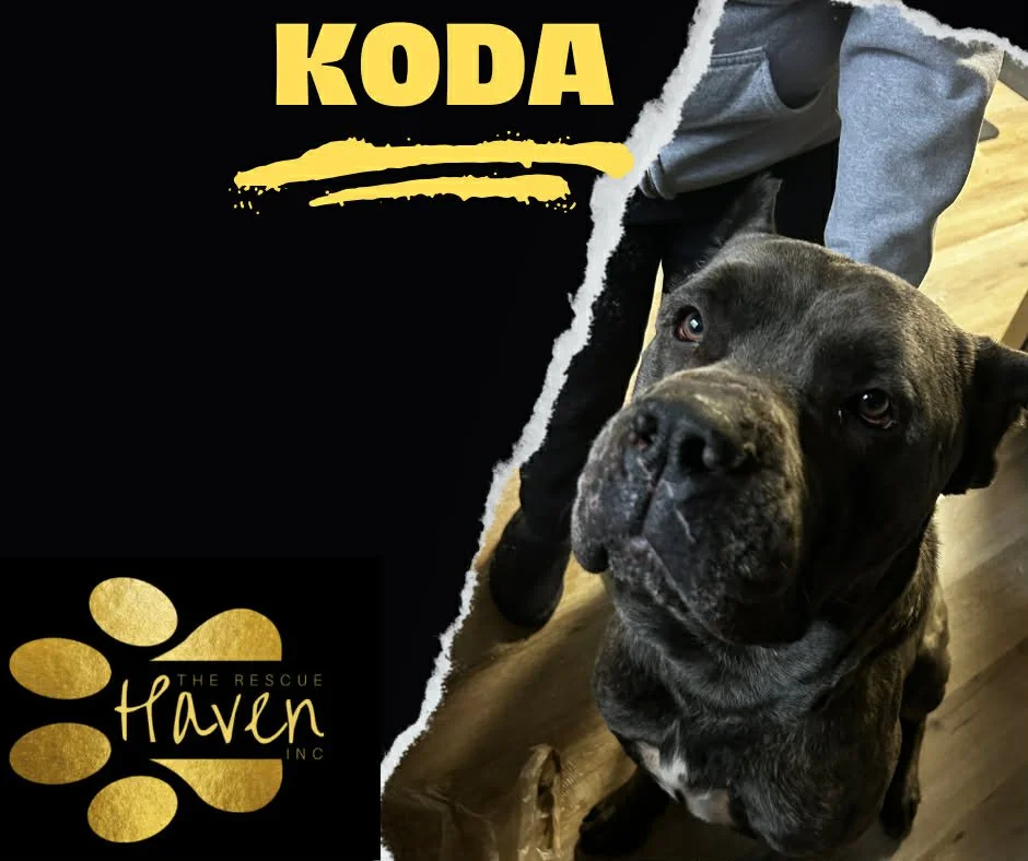 Koda