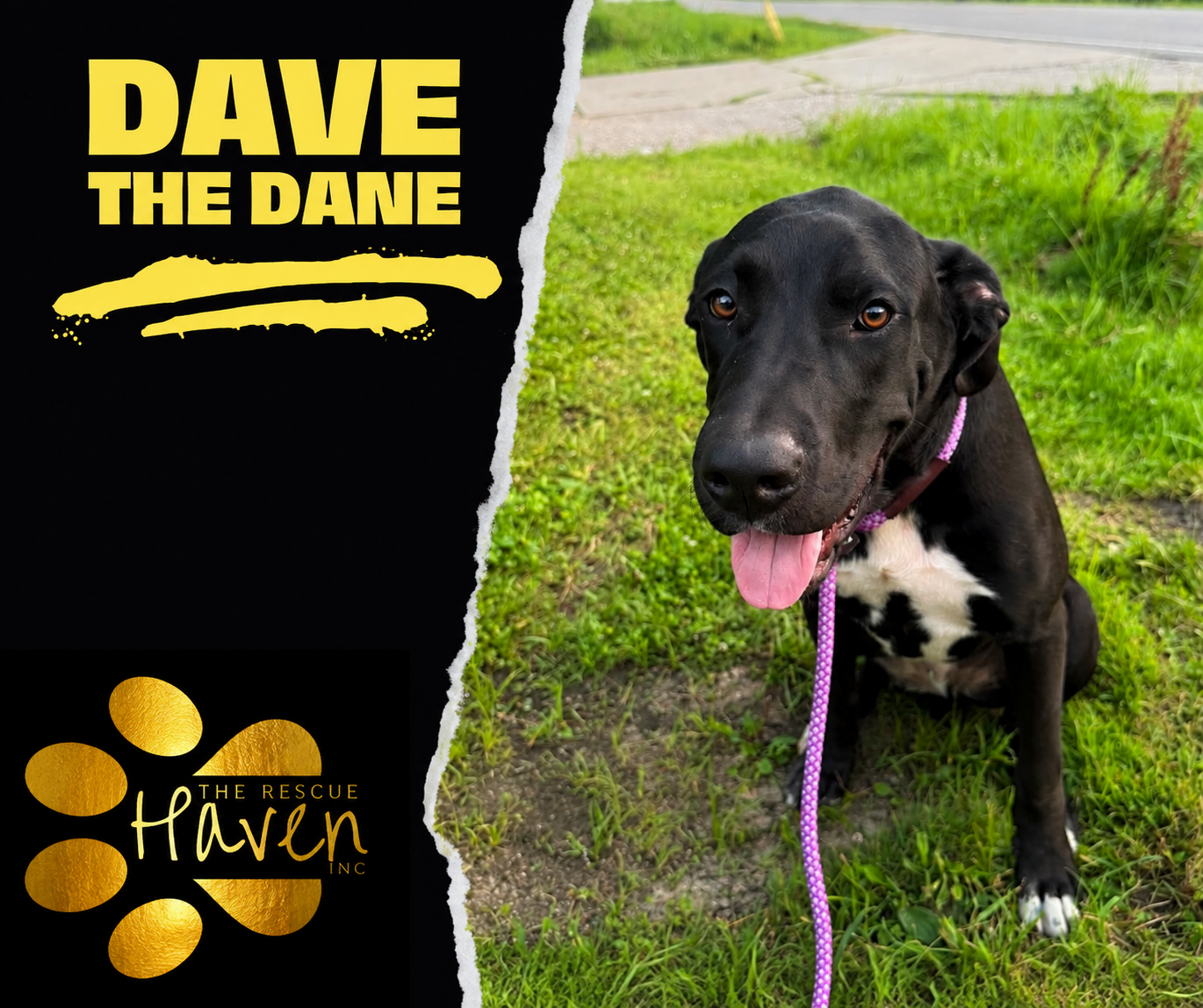 Dave the Dane