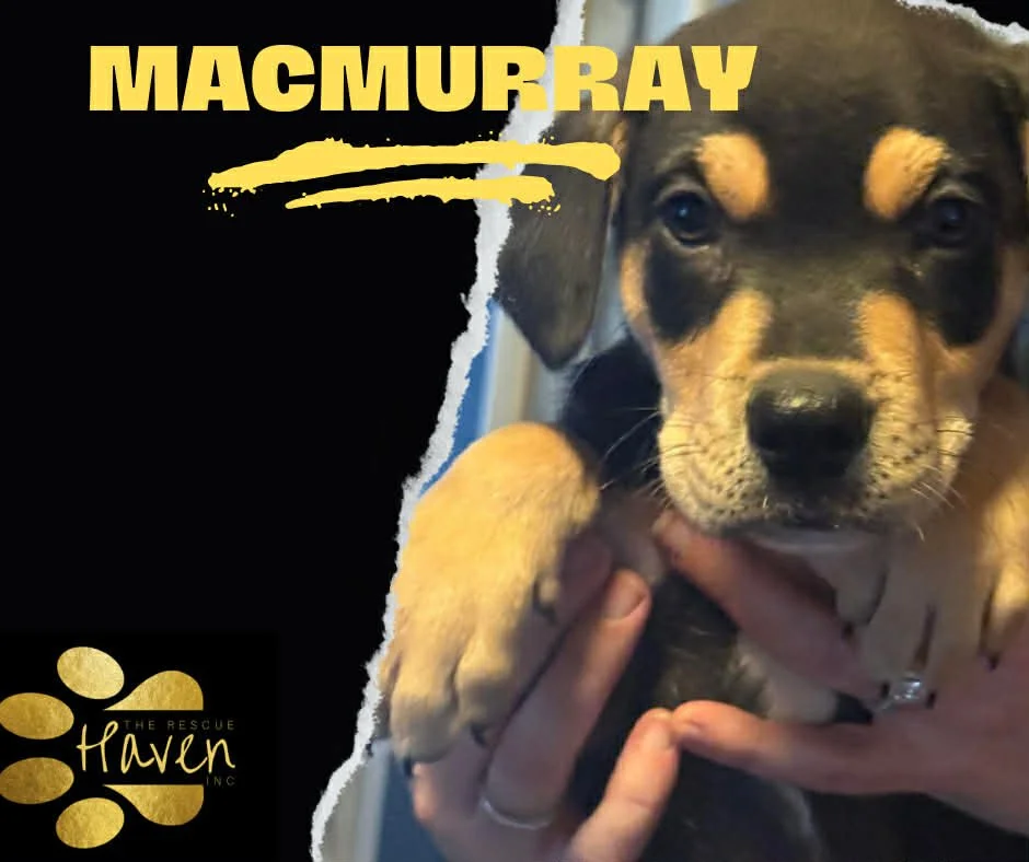 MacMurray