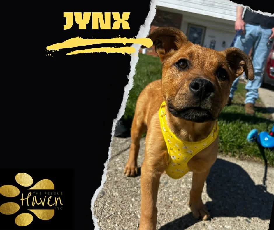 Jynx
