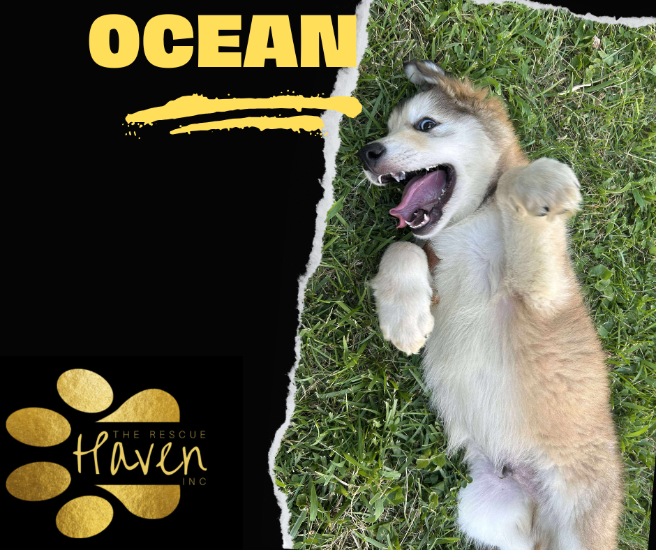Ocean