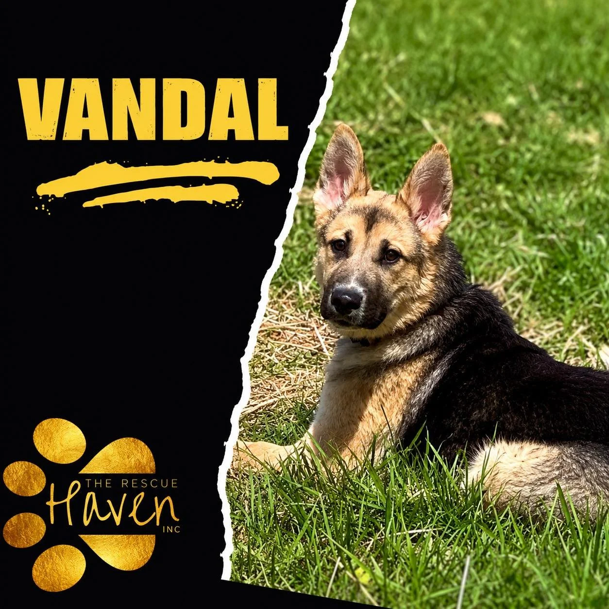 Vandal