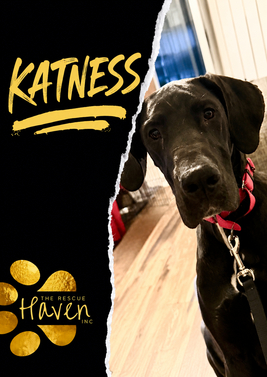 Katness