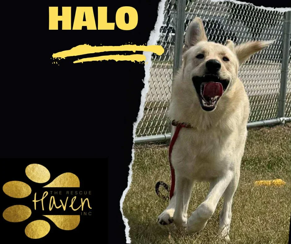 Halo