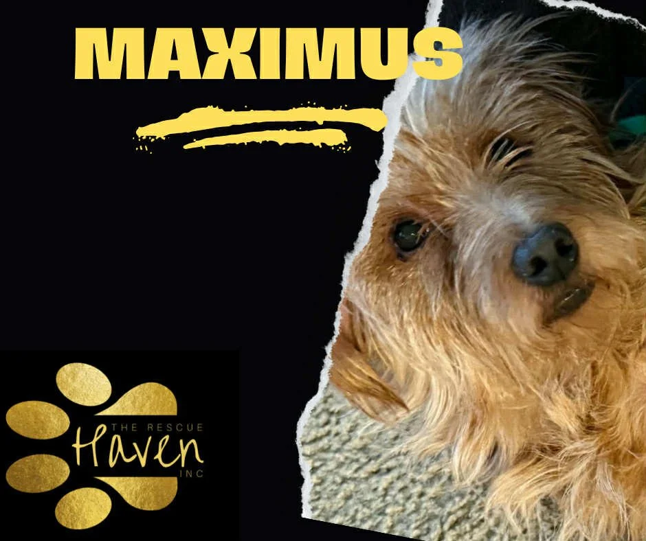 Maximus