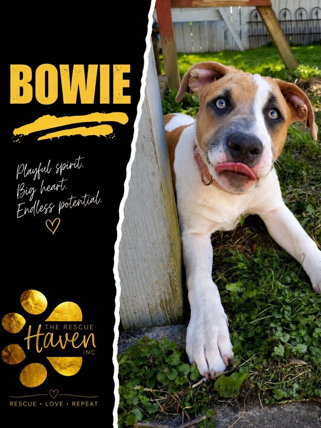Bowie
