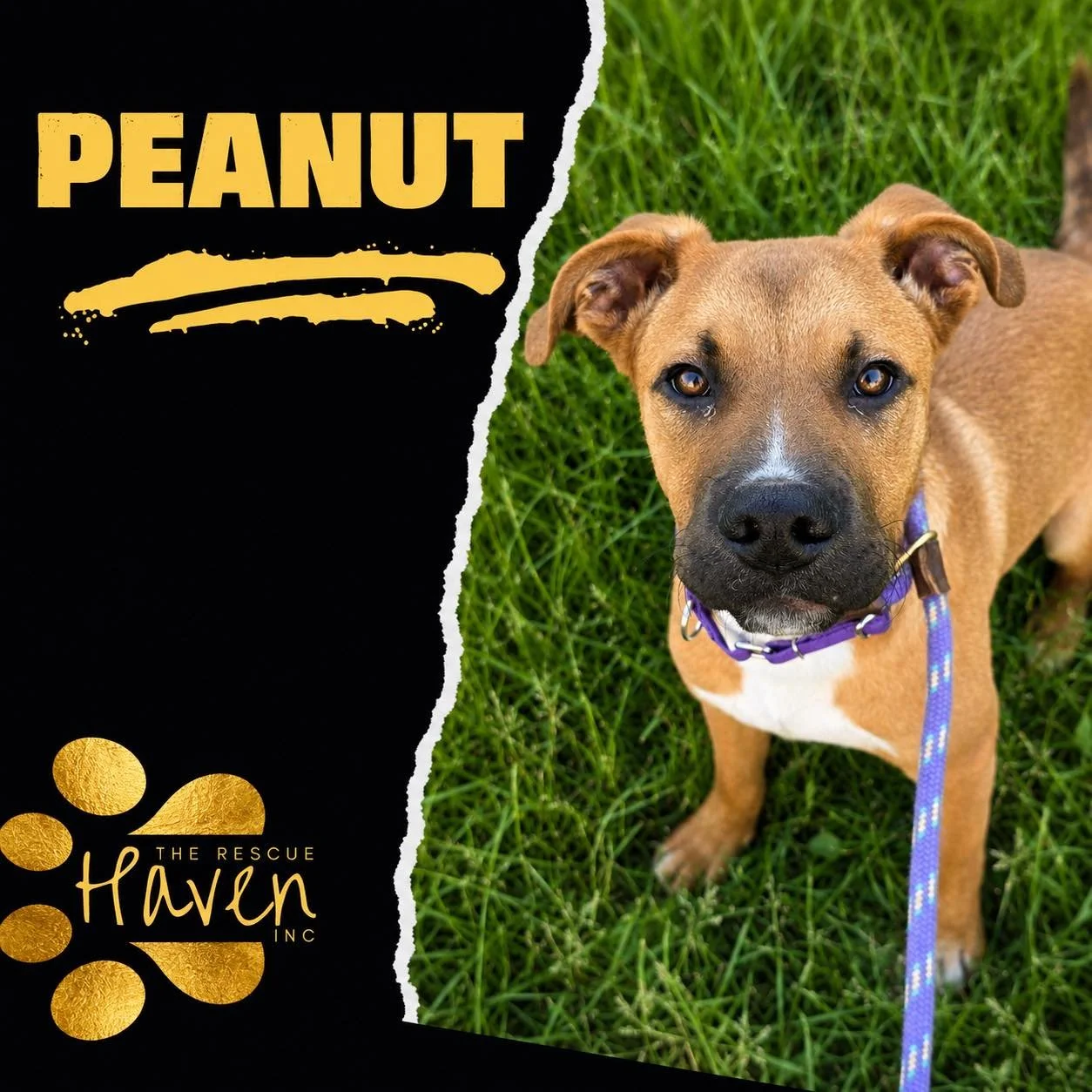Peanut