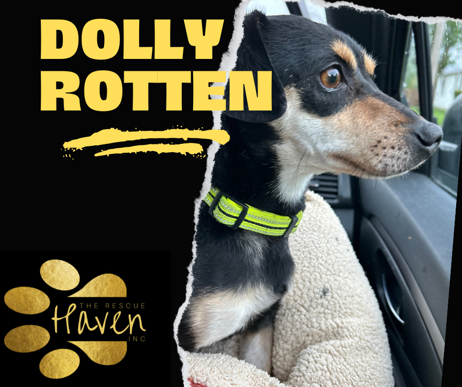 Dolly Rotten