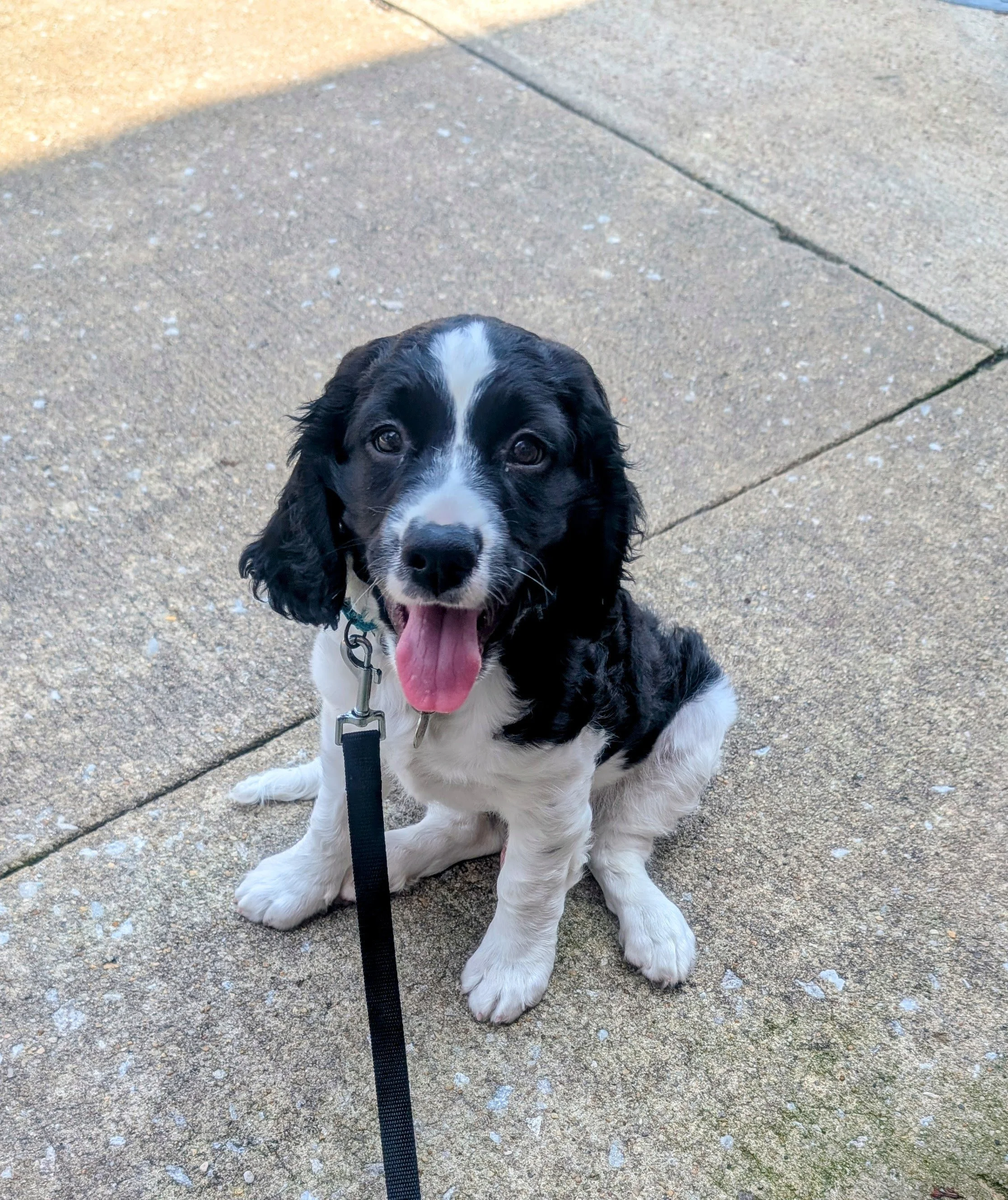 Trusty Paws Academy