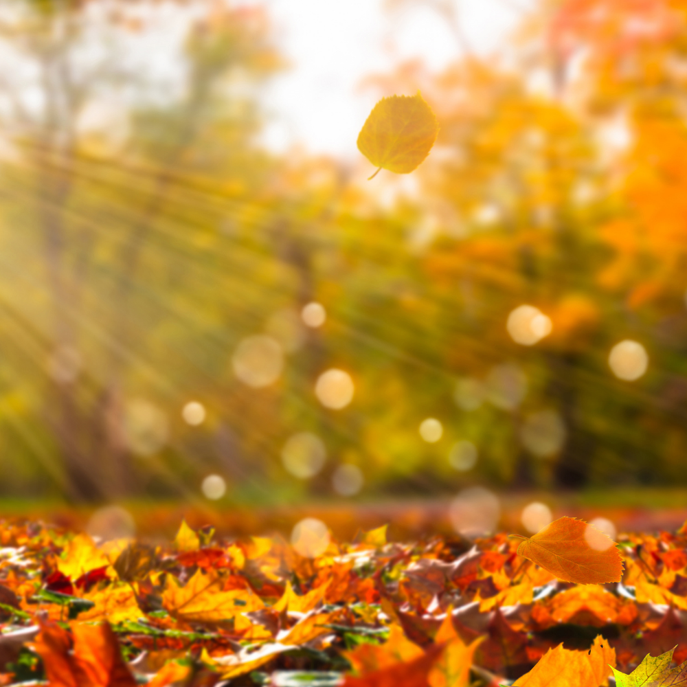 September Self Care Focus: Grounding and Routine