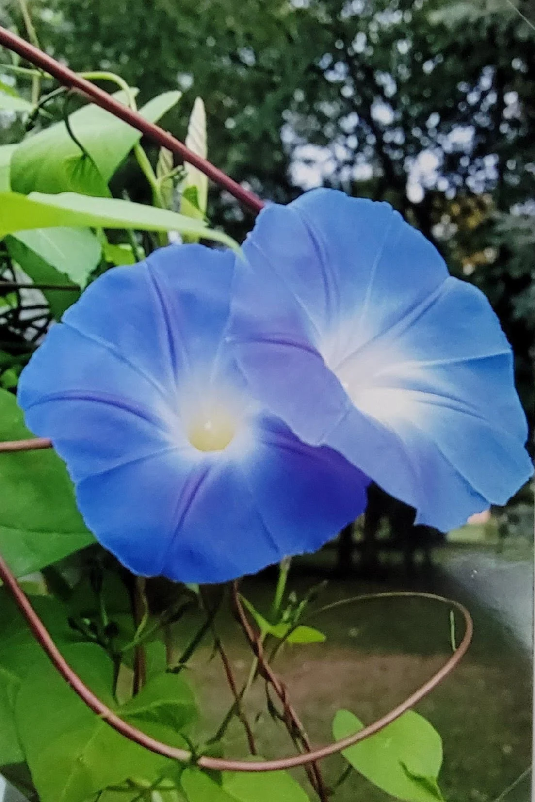 “I’m Glad You’re a Morning Dweller”&nbsp;&nbsp;