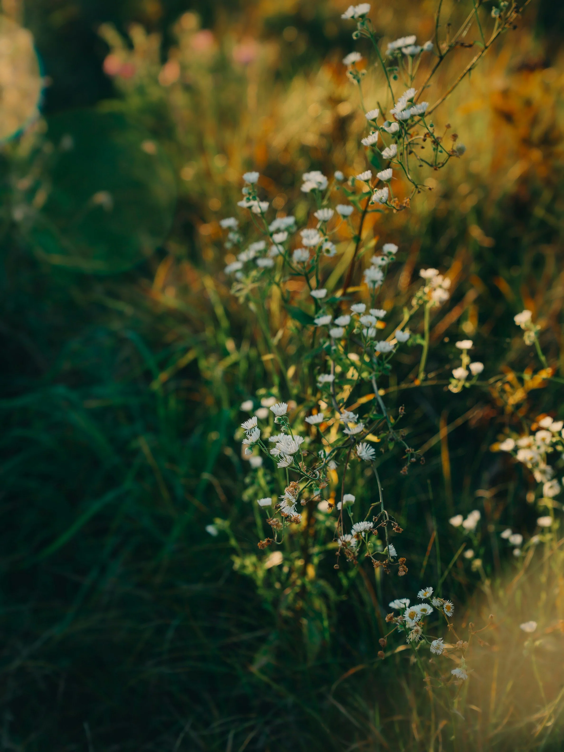 Healing Without Fixing: A Holistic Approach to Self-Criticism, Perfectionism, and Anxiety