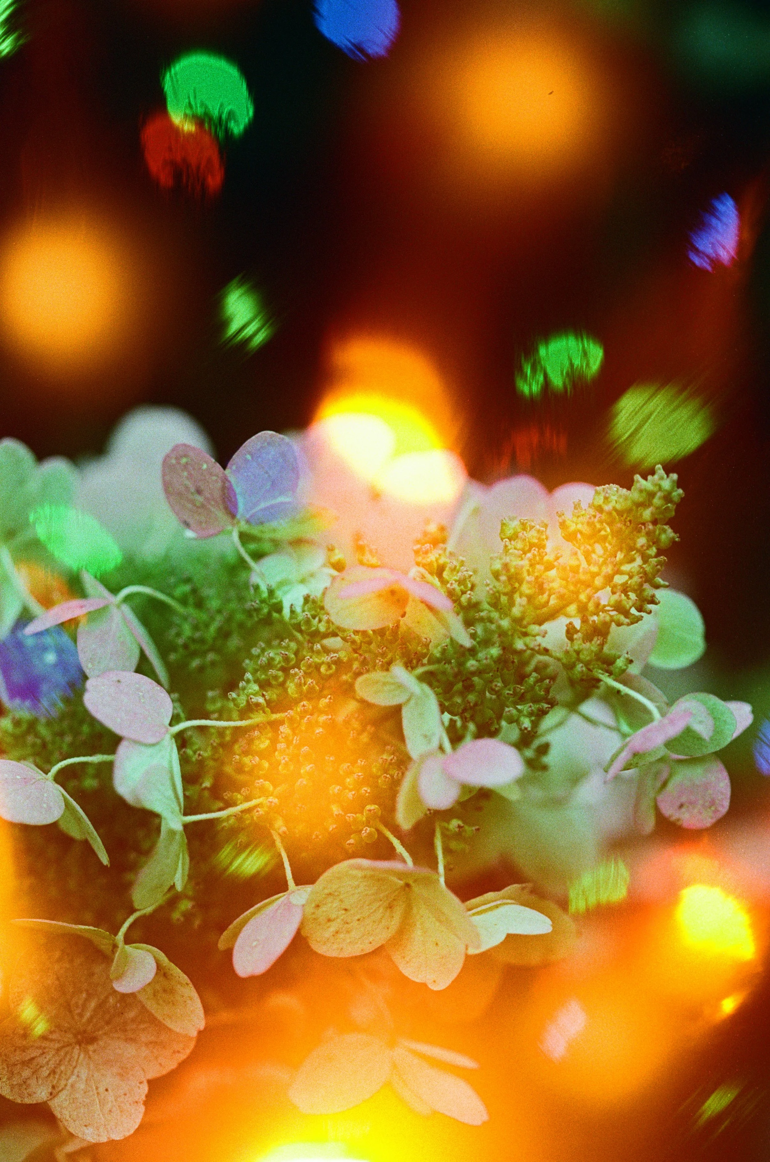 How Gratitude Regulates Your Nervous System