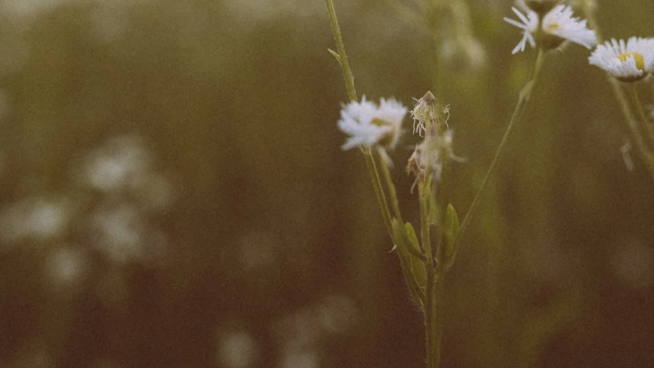 Practical Peace 5 day nervous system reset course cover image