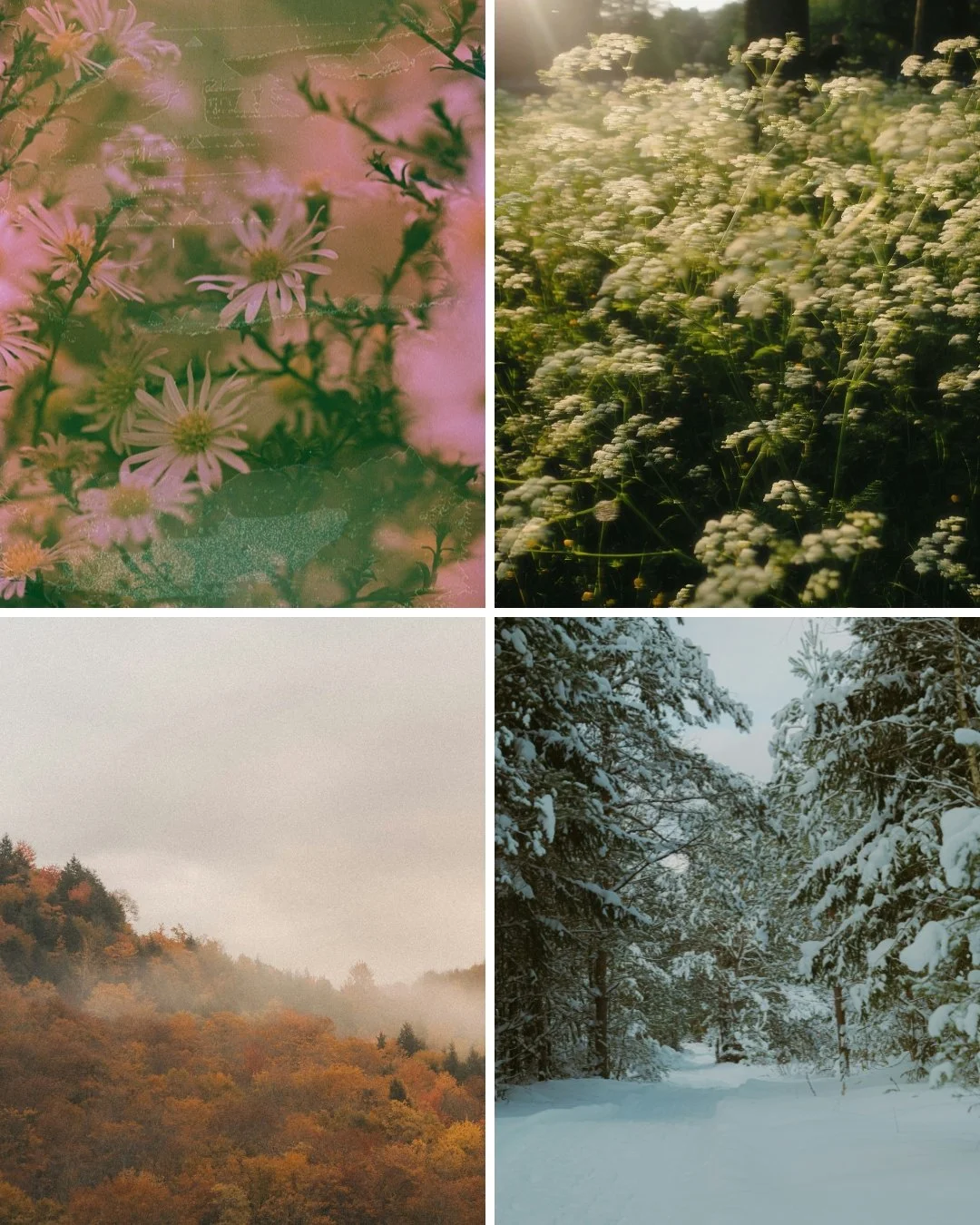 A four-panel image showing the changing seasons in nature—spring flowers, summer fields, autumn forests, and a quiet winter landscape—illustrating the natural cycle of growth, rest, and renewal.