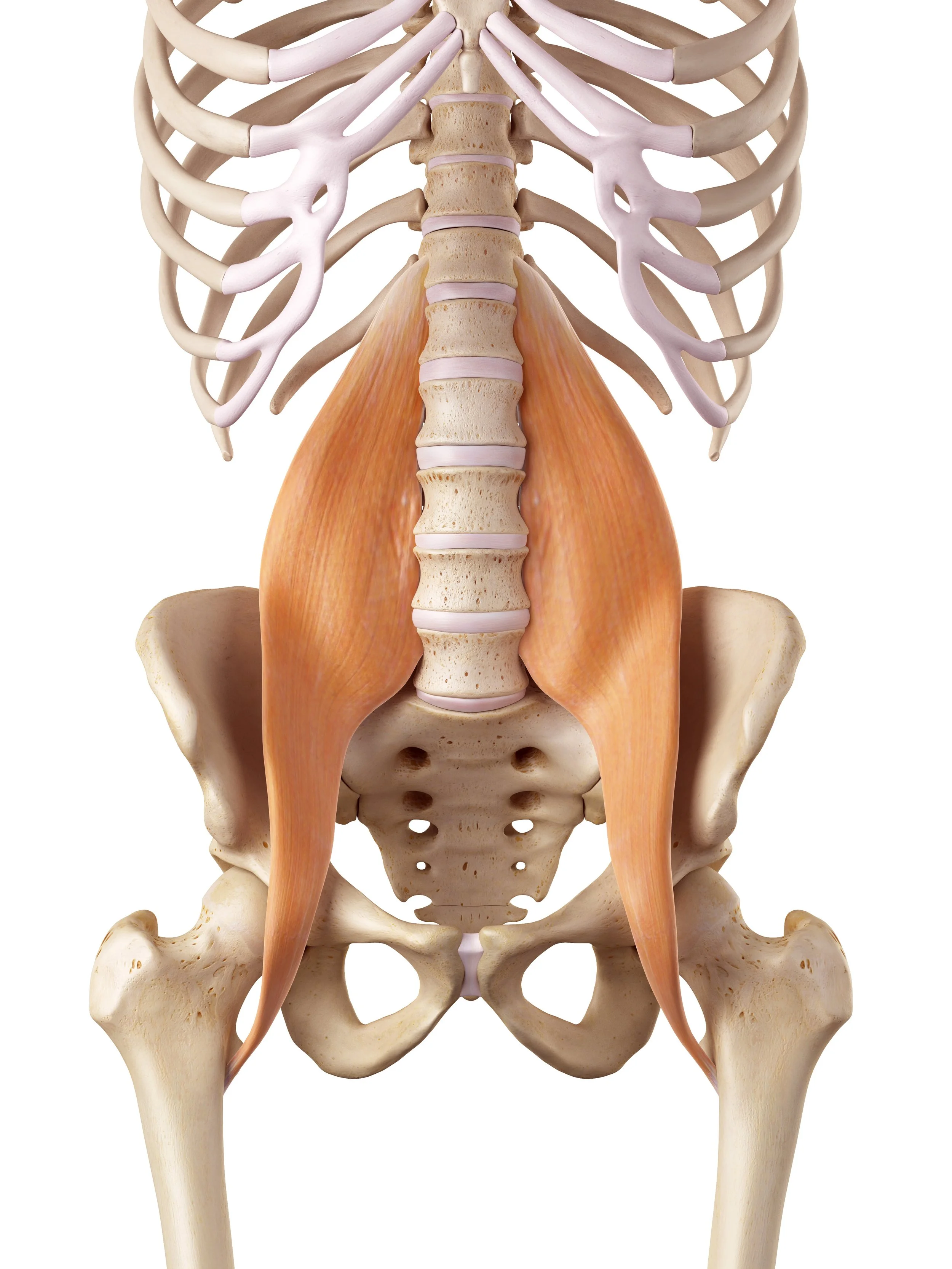 Illustration showing the psoas muscle connecting the lower spine to the legs