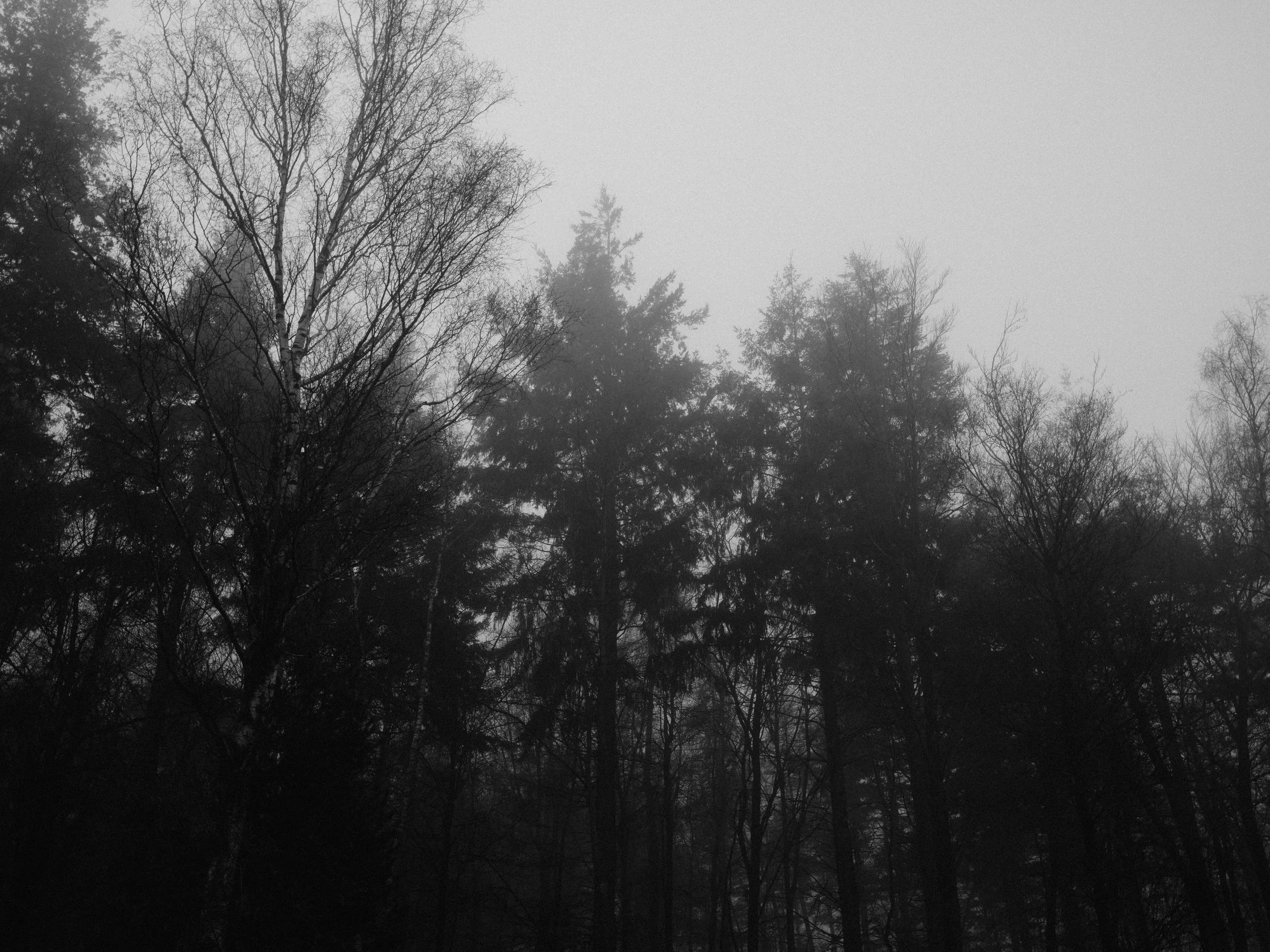 obsessive patterns as adaptive nervous system responses in holistic therapy