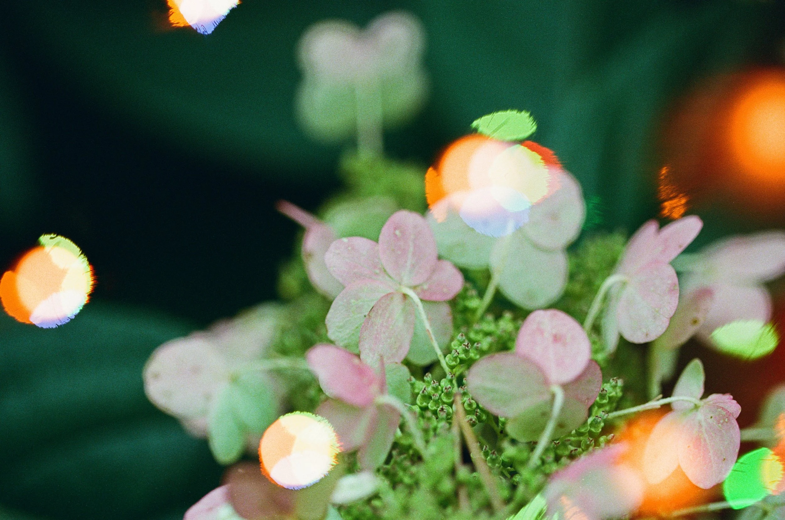 Hydrangea flowers with colorful light bokeh symbolizing the emotional and spiritual benefits of gratitude.