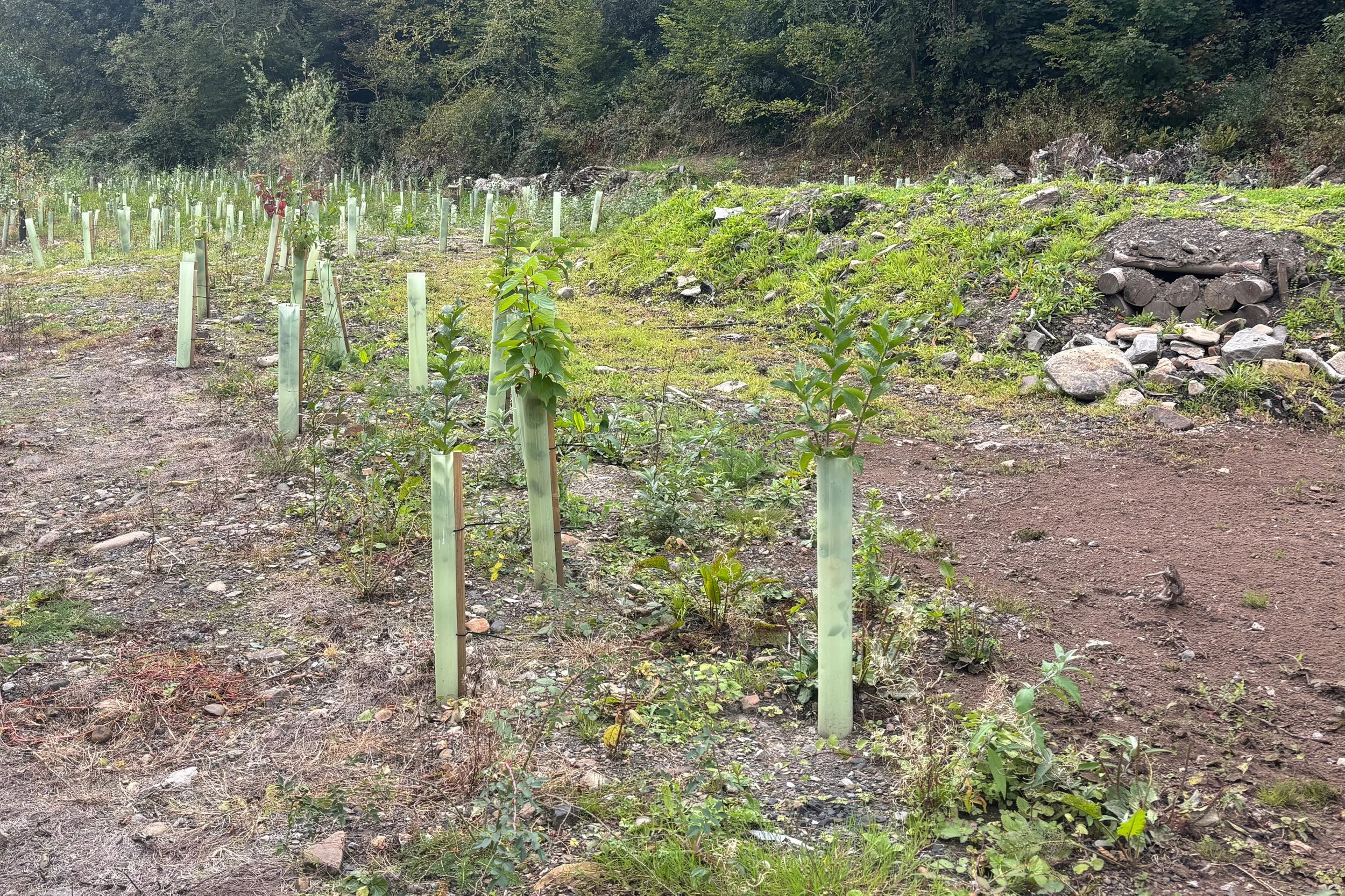 trees10.jpg