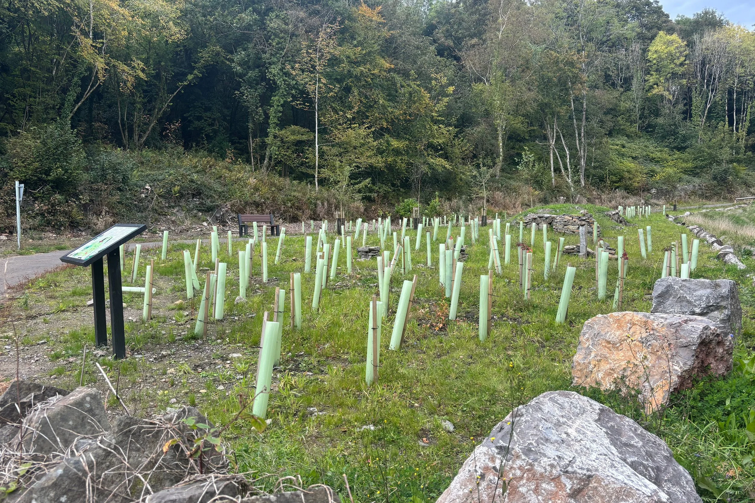 trees6.jpg
