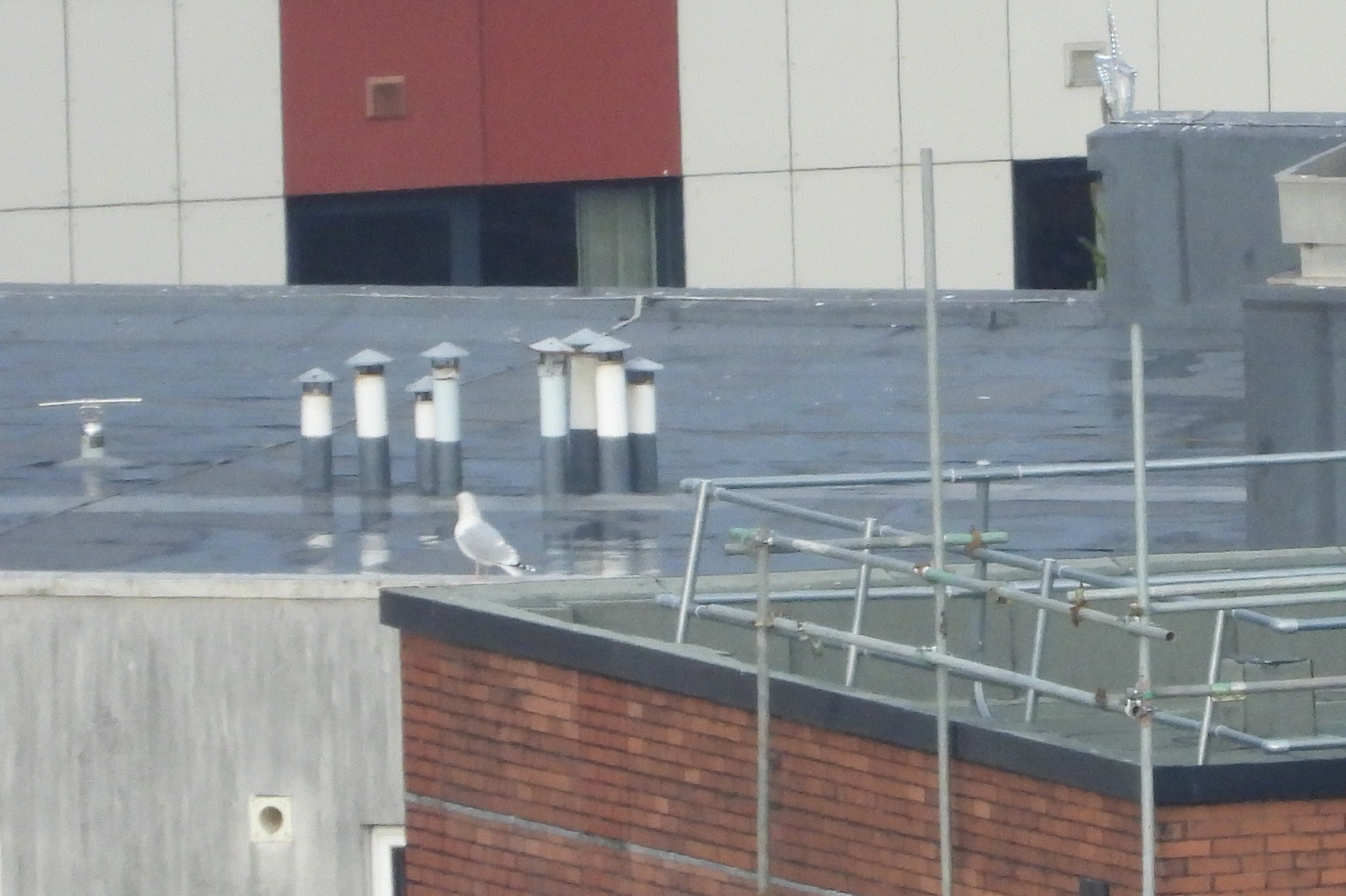 swan33.jpg