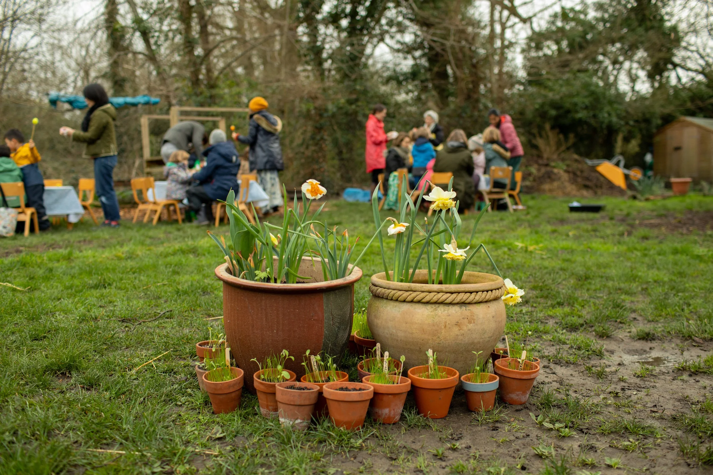 Flower pots with blooming daffodils and other plants in the foreground, with people gathering outdoors in the background.