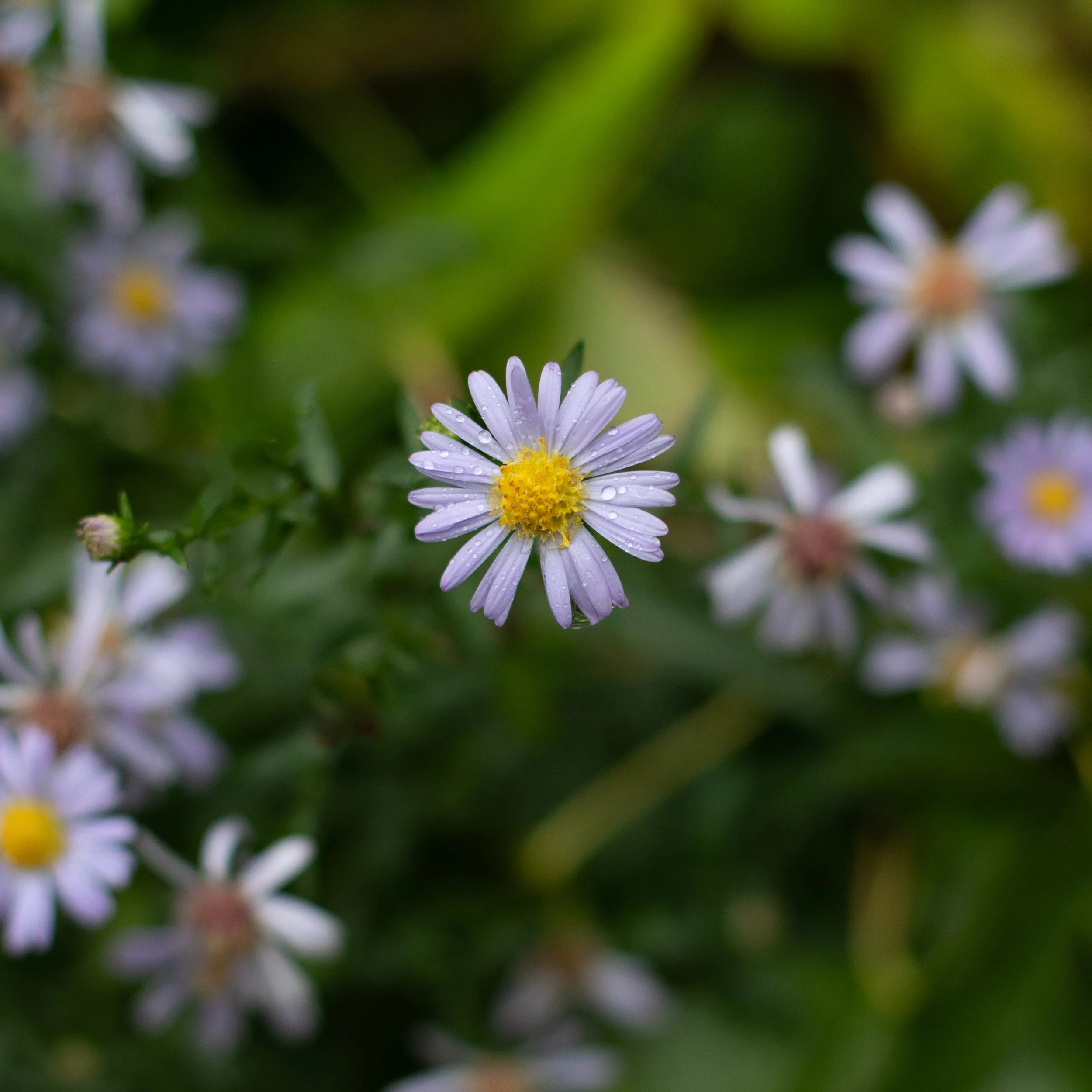 Close-up of a small purple and yellow flower with water droplets on its petals, surrounded by similar blurred flowers and green foliage.