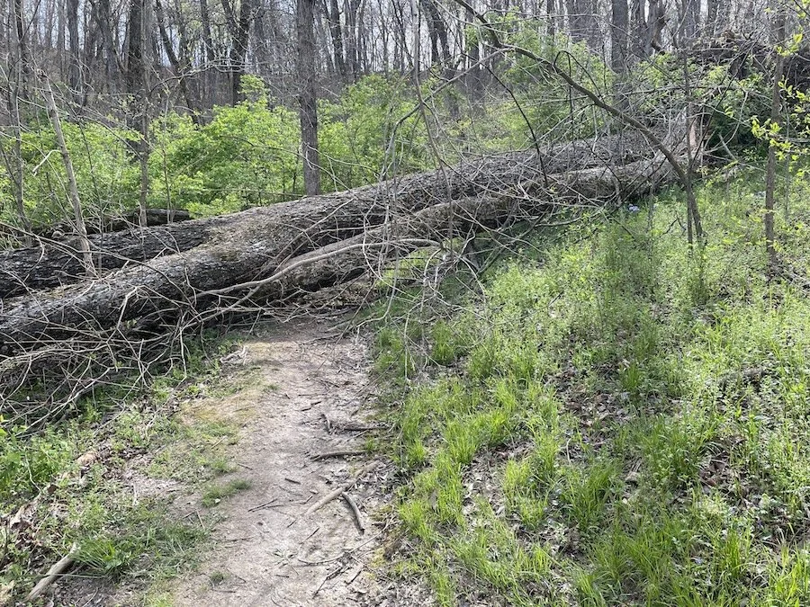 Trees fallen across a hiking path