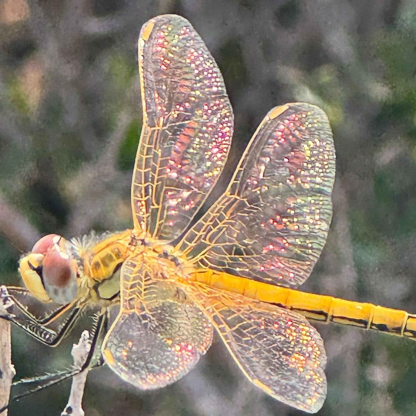 Ich bin die Libelle.
Ich erinnere dich daran, dass Ver&auml;nderung nicht schwer sein muss.

Mit meinen schillernden Fl&uuml;geln zeige ich dir, wie leicht der Wandel sein kann, wenn du dich dem Licht zuwendest.

Du darfst Altes durchscheinend werden