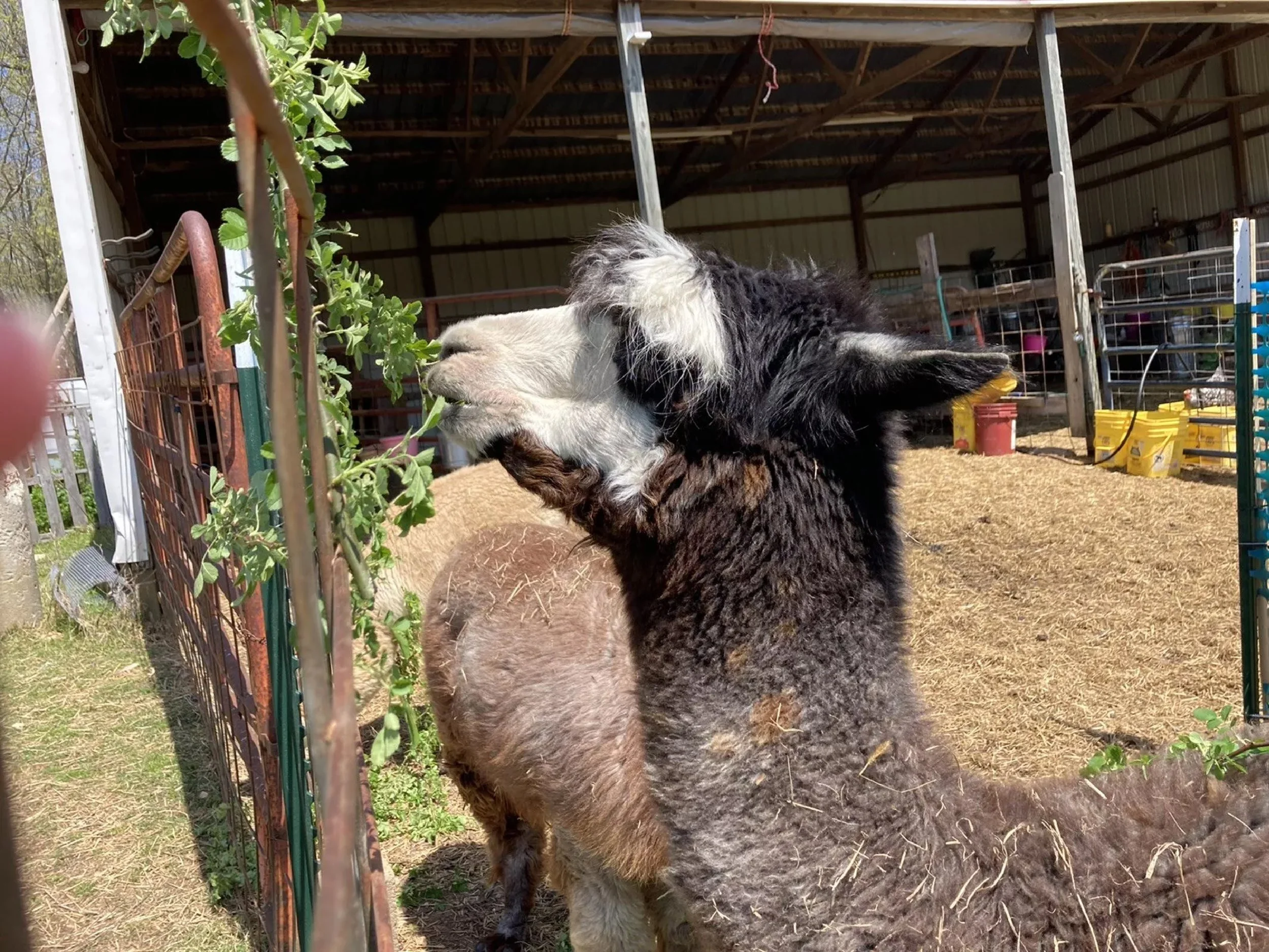 Sanctuary-Farm-felted-dryer-ball-trio3.jpg