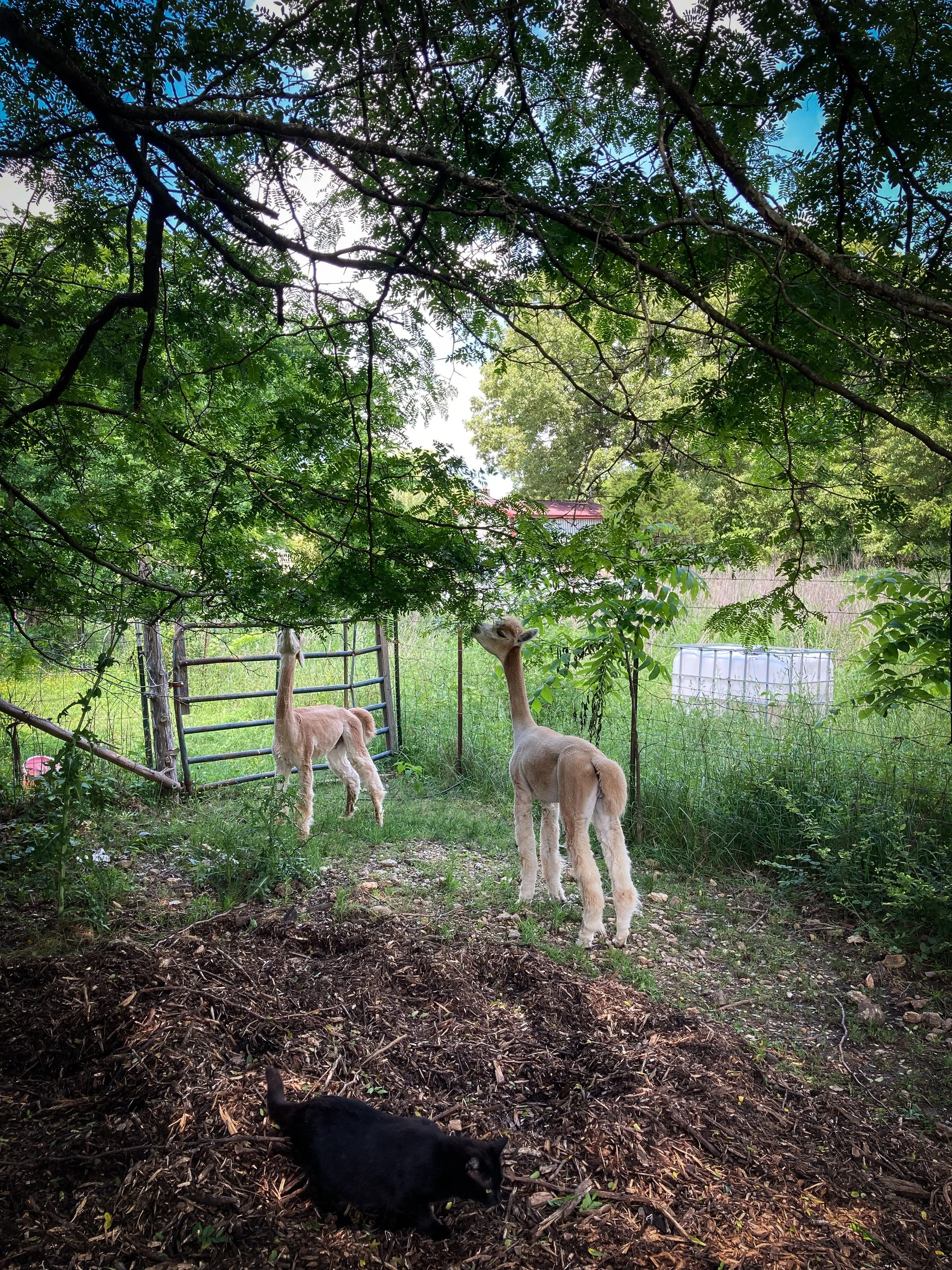 Sanctuary-Farm-alpacas-eating-trees-vertical-2.jpg