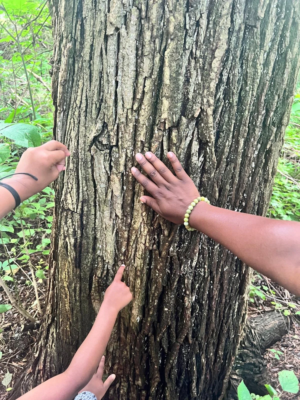 Part One - Benefits of Foraging
How to high five a tree:
Step 1 – Find a branch.
Step 2 – Raise your hand.
Step 3 – Respect nature. 🌳✋ #TreeHighFive #NatureLove