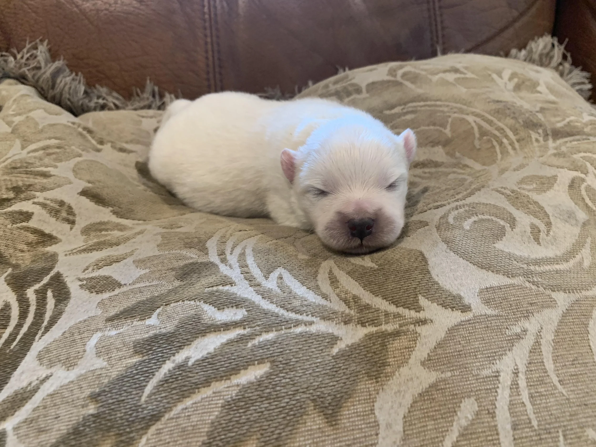 Standard puppies available Christmas 2024!.jpg