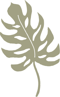 A Monstera leaf against a black background.
