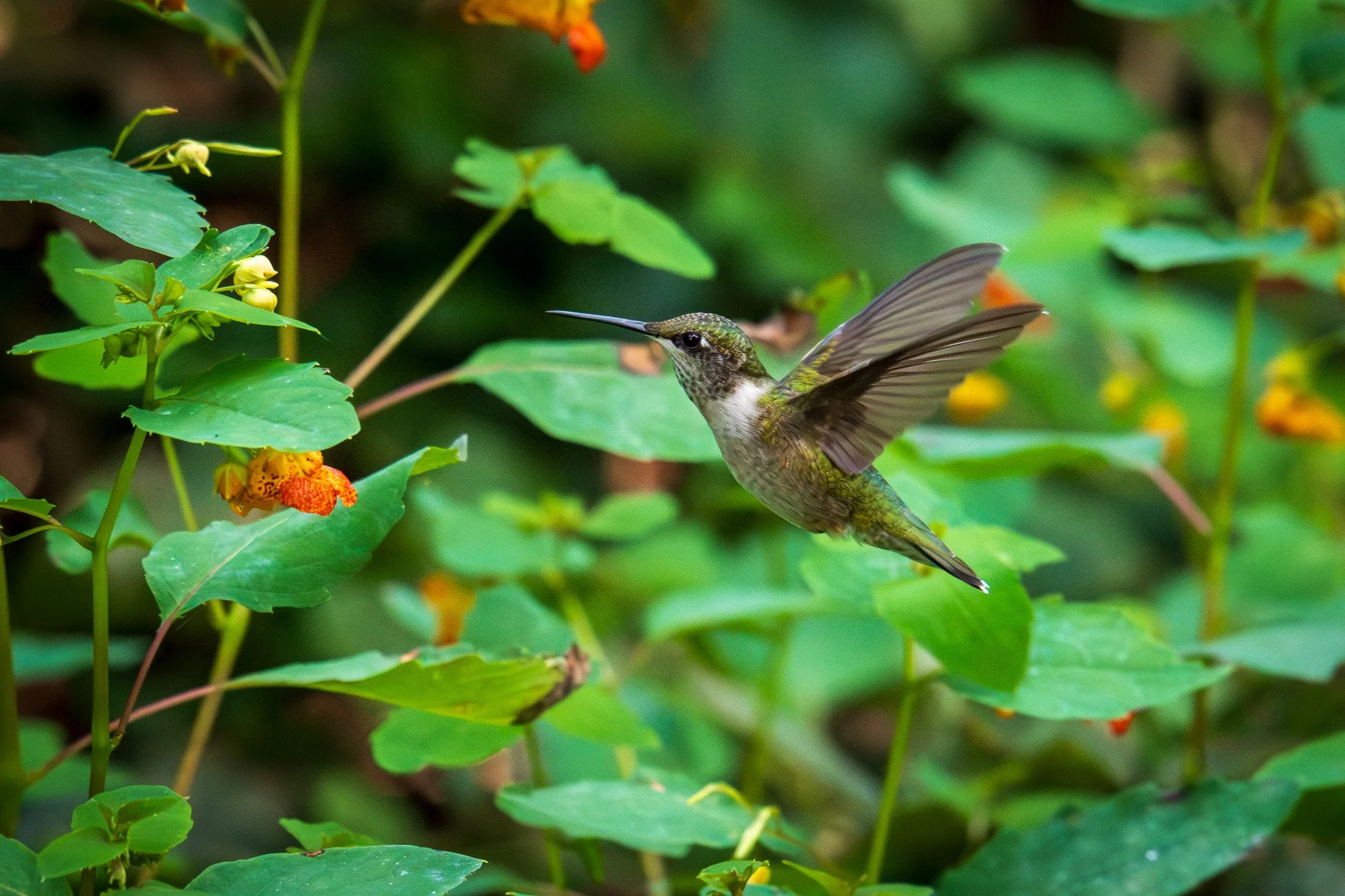 JMC03356 - Copy (2).jpg