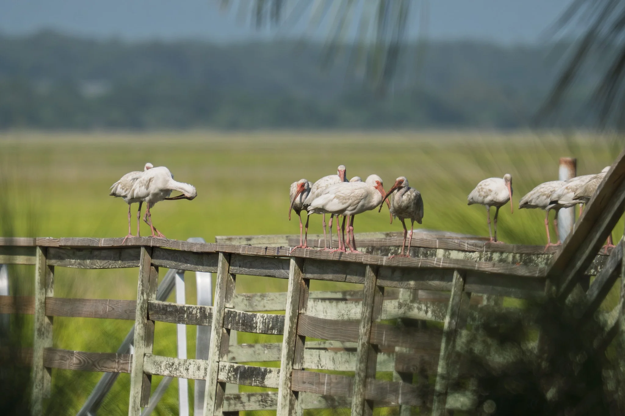 Ibis