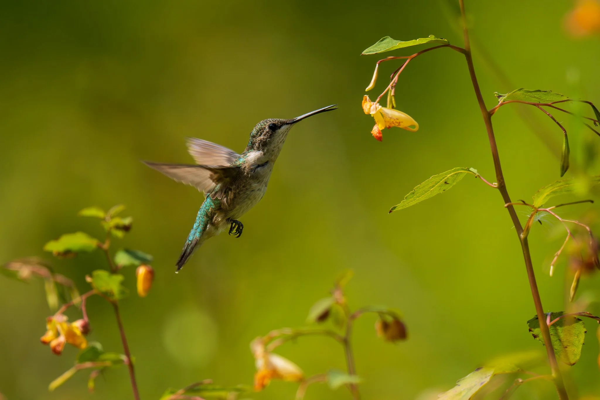 JMC03698 - Copy (2).jpg