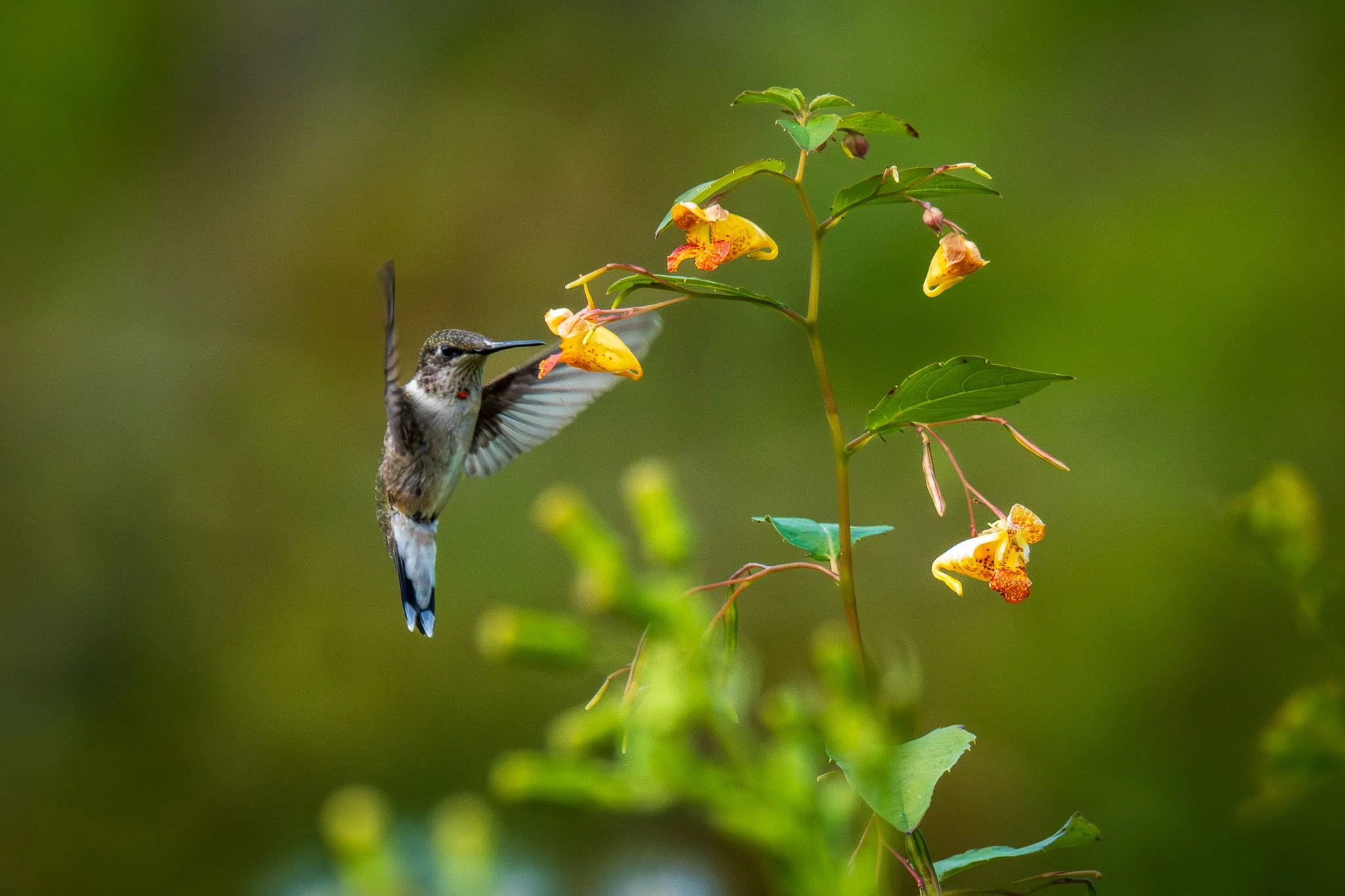 JMC03714 - Copy (2).jpg