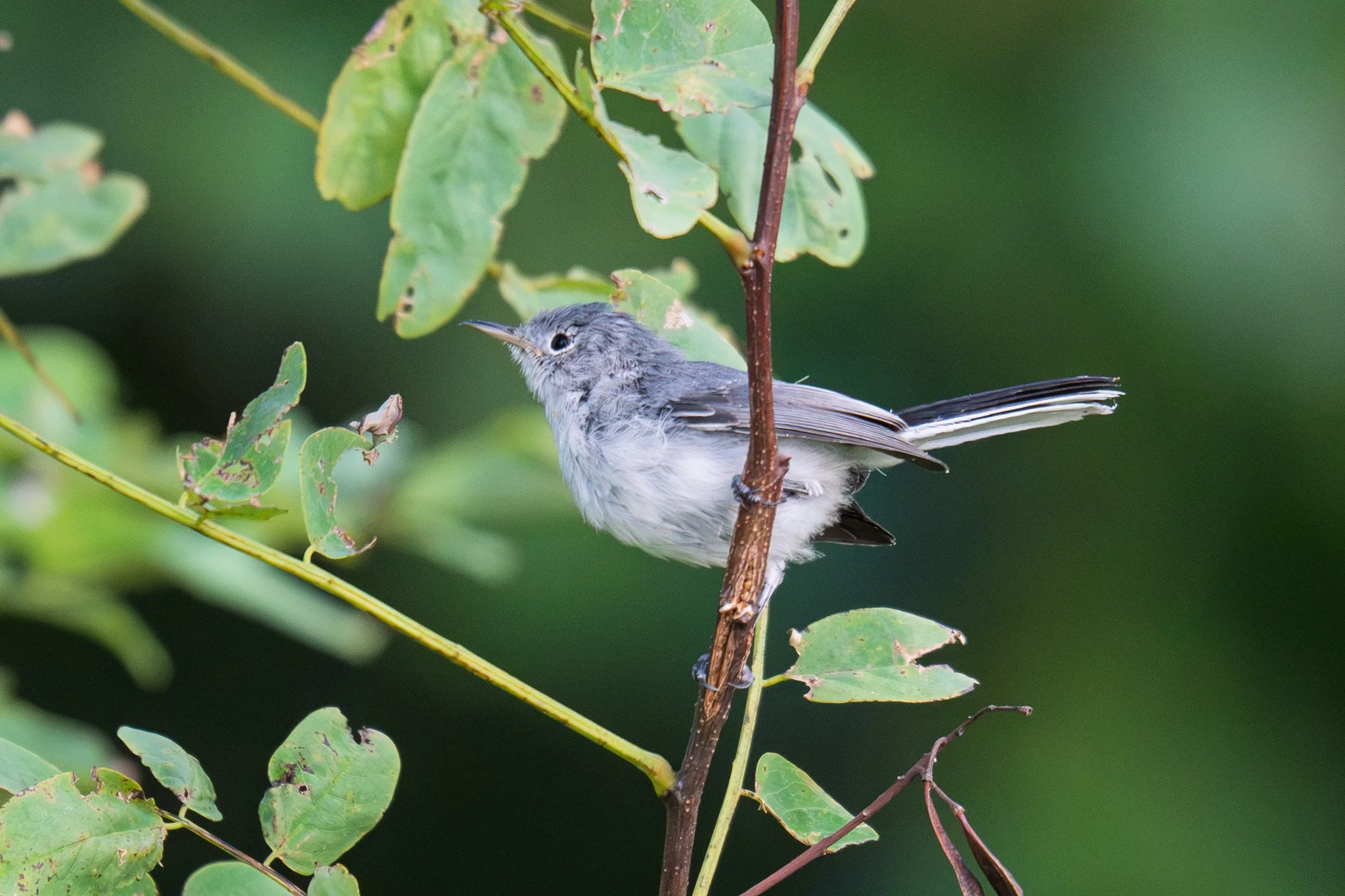 JMC09803.jpg