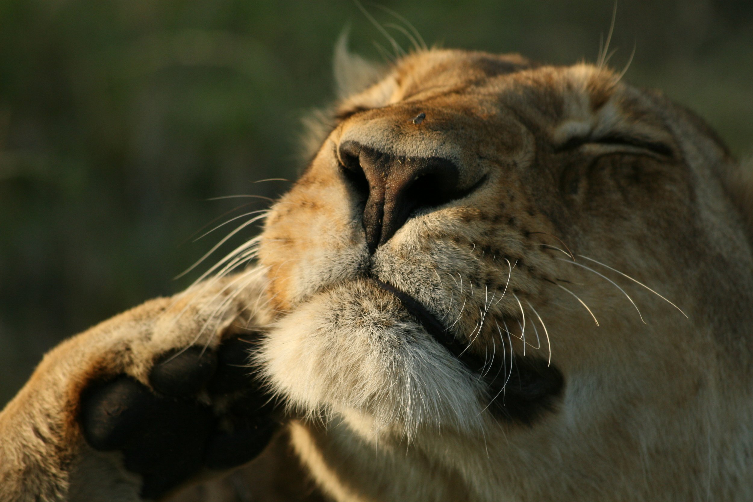 Lion.jpg