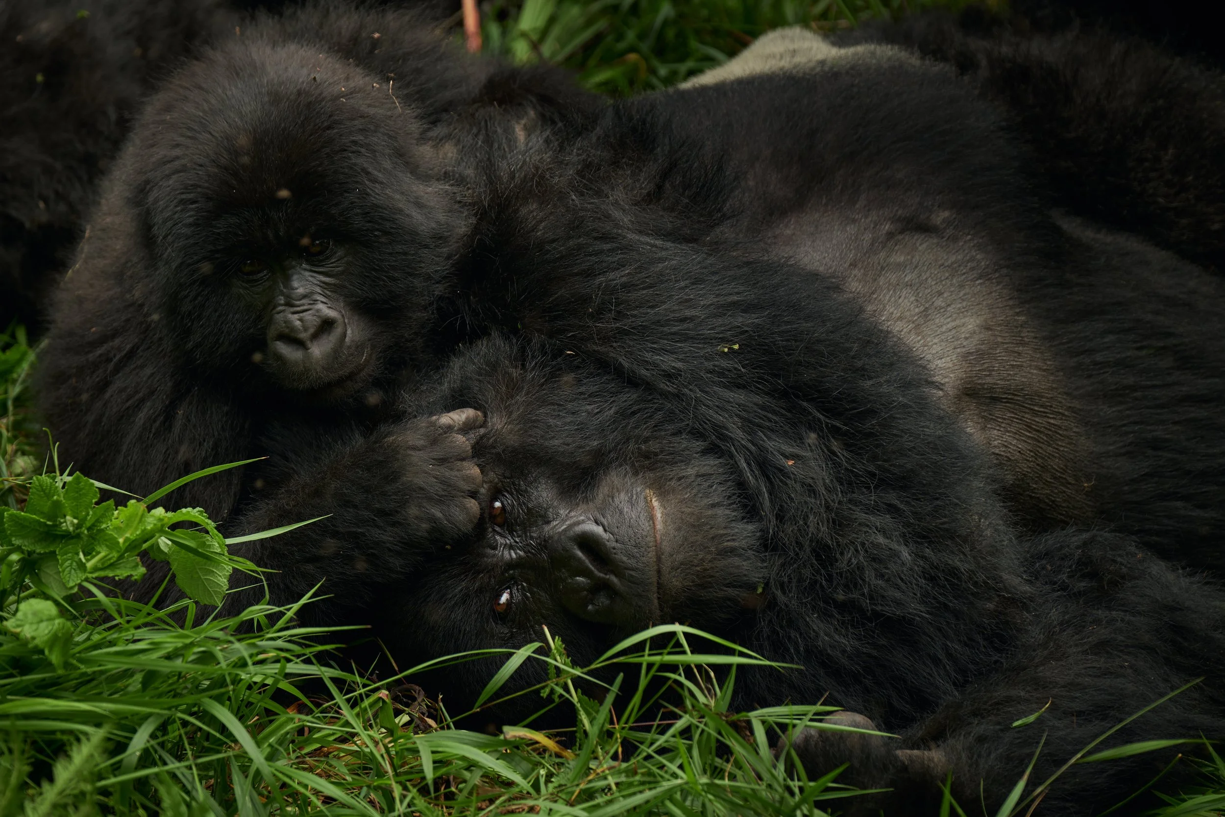 16-MGL-Gorilla-BB.jpg