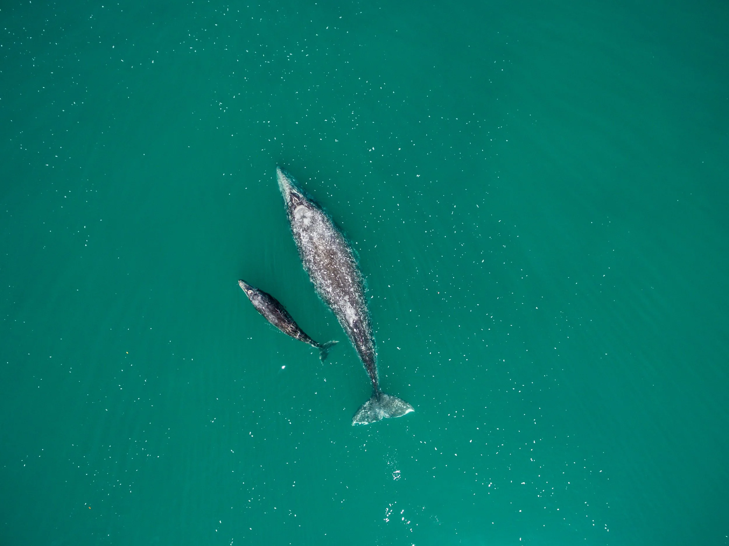 Baja Mexico: A Reminder of What Real Travel Is About