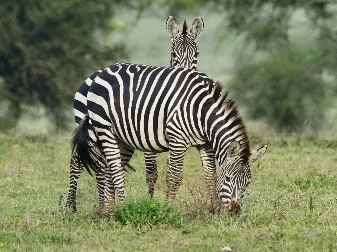 When the Expert Becomes the Host: An East Africa Journey with EXP Journeys