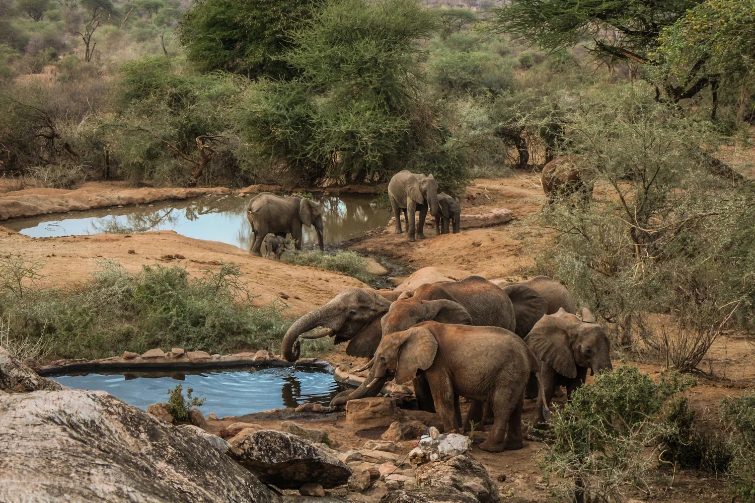 Sarara to Reteti: Conservation Led by the Samburu Community