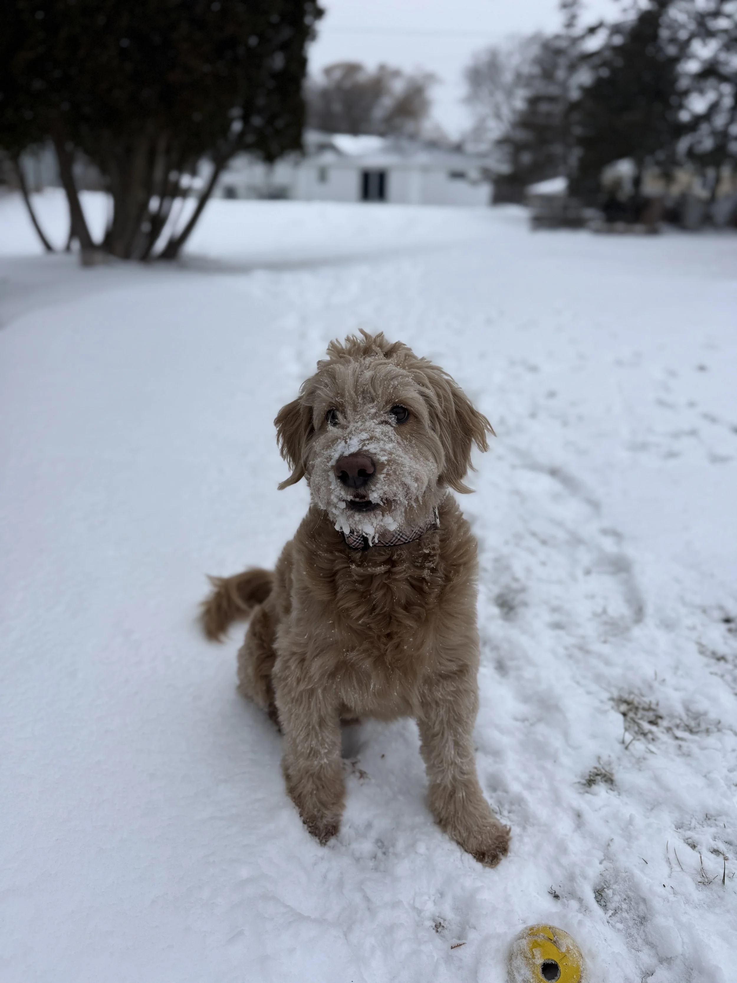 A golden retriever puppy sitting in the snow with snow on its face, facing the camera. There are snow-covered ground and trees in the background, with a house in the distance.