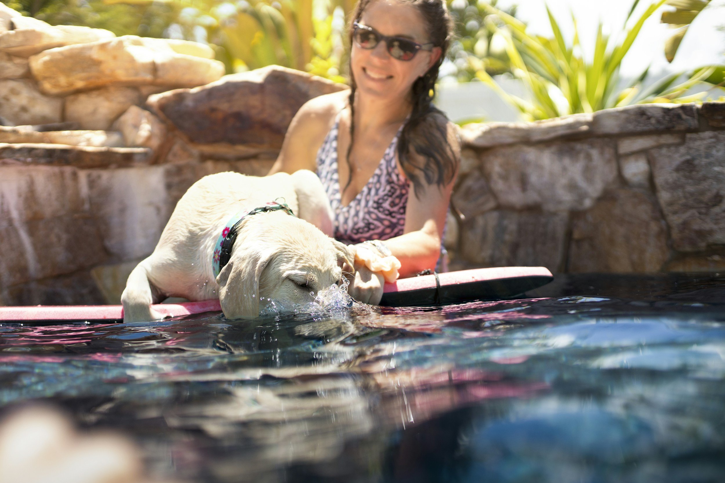 Make A Splash: Properly Introduce Your Dog to Water