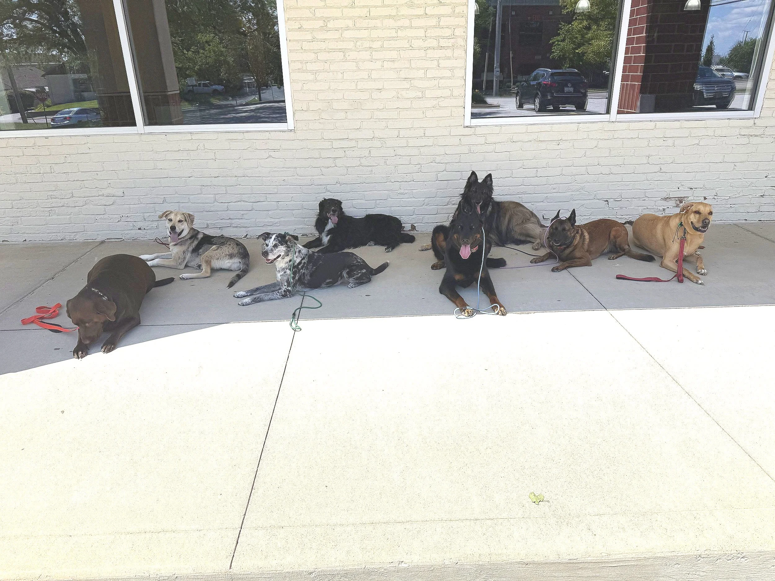 “Socializing” Your Dog: What It Really Means